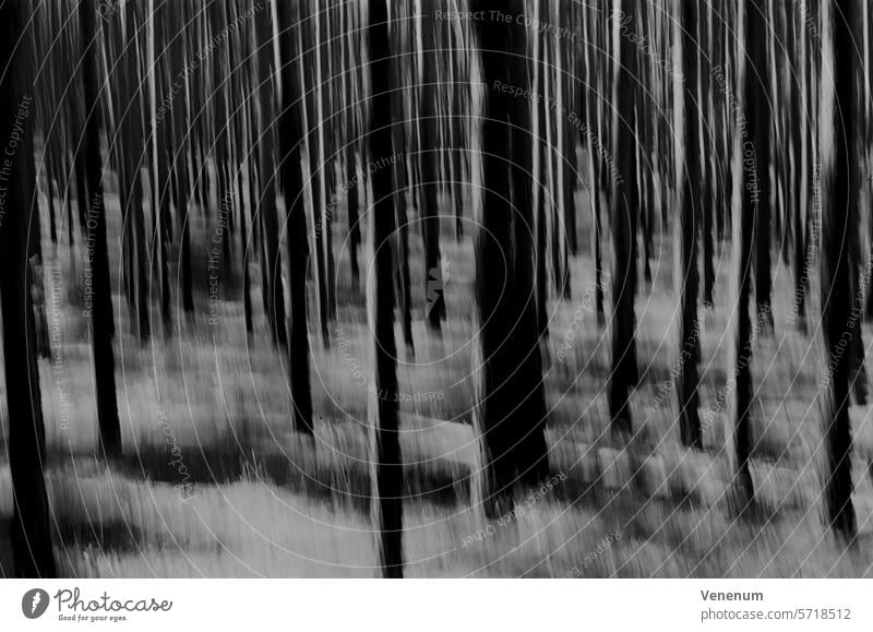 Analoge Schwarzweißfotografie, abstrakt fotografierter Kiefernwald waldgebiet Filmfotografie Schwarzweißfilm schwarzweiß Foto Schwarzweißaufnahme