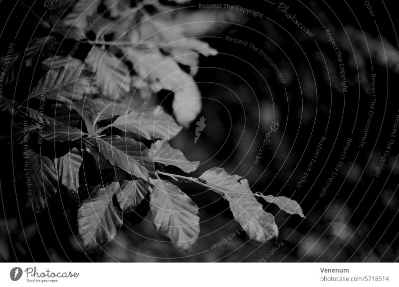 Analoge Schwarzweißfotografie, Baumblätter, Licht & Schatten Filmfotografie Schwarzweißfilm schwarzweiß Foto Schwarzweißbild Schwarzweißaufnahme