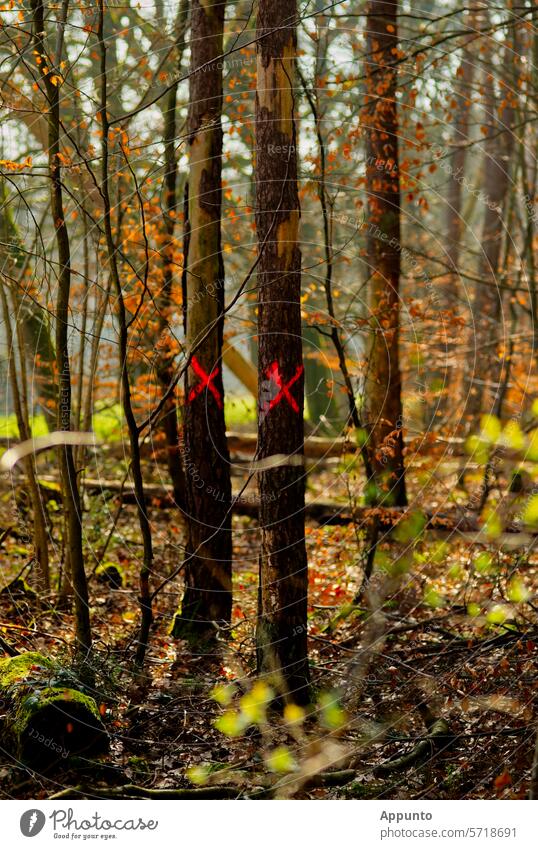 Waldgefährten, leider ausgemustert und dem Tode geweiht Baummarkierung Baummarkierungen Bäume Baumstämme X Baumzeichen Kreuze Kreuzmarkierungen Baumgefährten