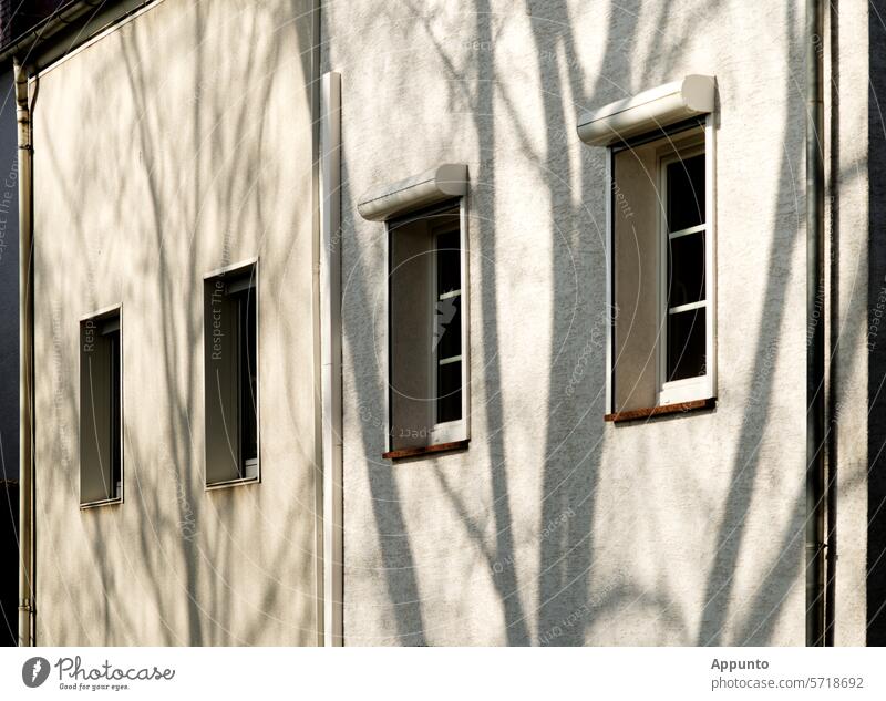 Bäume werfen ihre Schatten auf eine weiße Hausfassade mit vier Fenstern Fassade Hauswand cremeweiß hell cremefarben Äste Licht Licht und Schatten Wohnhaus 4