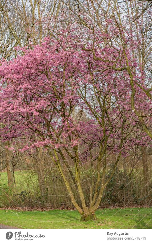 Japanische Blütenkirsche Kirschbaum Baum Frühling Außenaufnahme Blühend Kirschblüten Natur Farbfoto rosa Frühlingsgefühle Pflanze Kirsche Tag Park