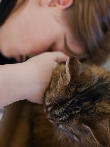 Bei meinem letzten Katzenbild schrieb ich willma "es gibt nichts entspannenderes, als mit einer Katze zu schmusen. Meine Tochter schläft immer ein, wenn sie mit meiner Maine Coon kuschelt. Hier ist der Beweis.