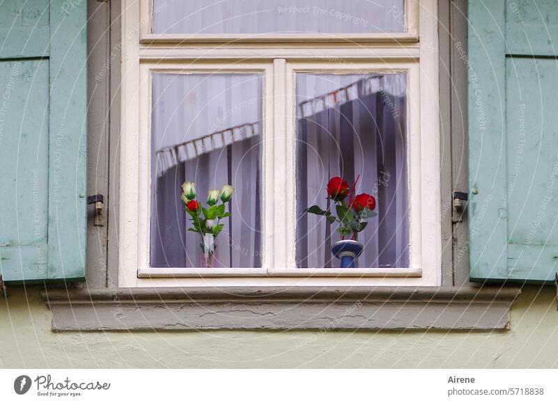 die Unverwelkbaren Fenster Romantik Blumenvase Blumenstrauß Idylle Fensterscheibe Altbau Vase Deko Fensterladen liebenswert nett Gardine Dekoration immergrün
