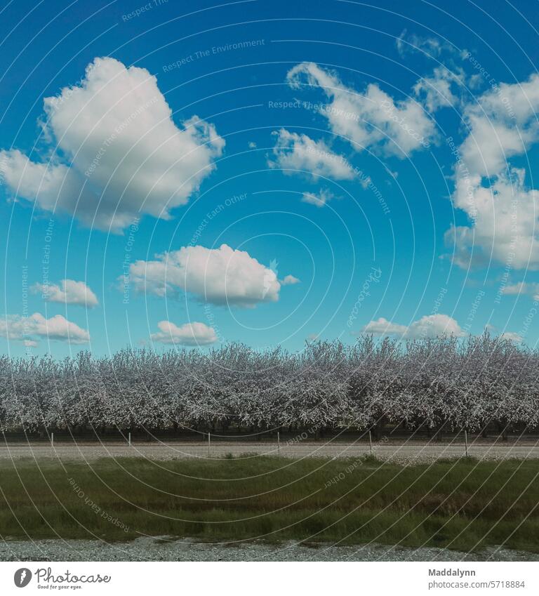 Schöner blauer Himmel und Reihen von Bäumen Wolken Natur Cloud Wetter Wolkenbild Weinkellerei Umwelt Wolkenhimmel Schönes Wetter Wolkenfeld Sonnenlicht Farbfoto