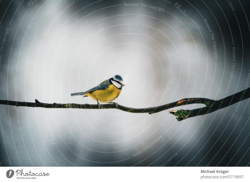 Blaumeise (Parus major) sitzt im Winter auf einem Ast Auge Vogel Zweigstelle. kalt europäischer Singvogel Federn federn Kohlmeise Meise Nahaufnahme Natur