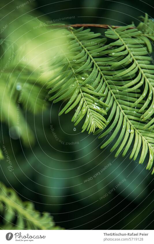 Grüner Zweig mit Wassertropfen grün Pflanze dunkel Kontrast nass Detailaufnahme Natur Nahaufnahme Außenaufnahme Farbfoto Tropfen