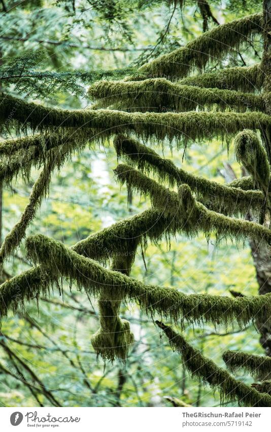 Moos überwachsene Äste Ast Baum Wald grün Märchenhaft Natur Baumstamm Landschaft Pflanze Umwelt Farbfoto Menschenleer feucht