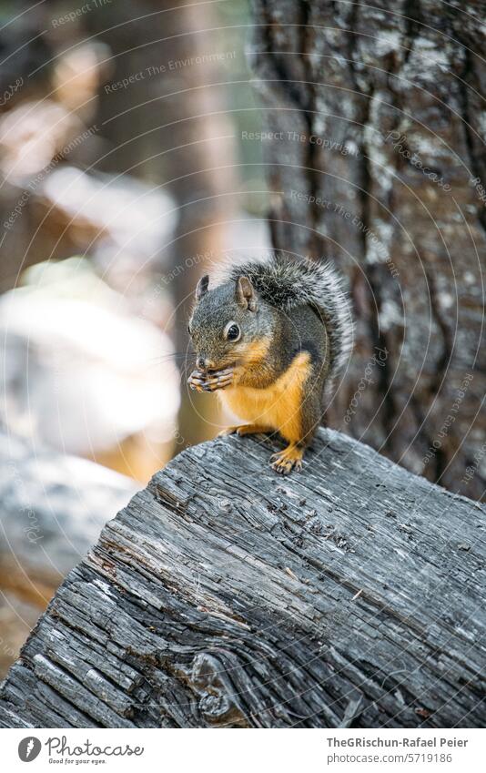 Eichhörnchen sitzt auf dem Baumstamm und frisst niedlich Fell Nahaufnahme Tier Kleintier wald Fressen Nagetiere füsschen Natur braun Tierporträt Außenaufnahme