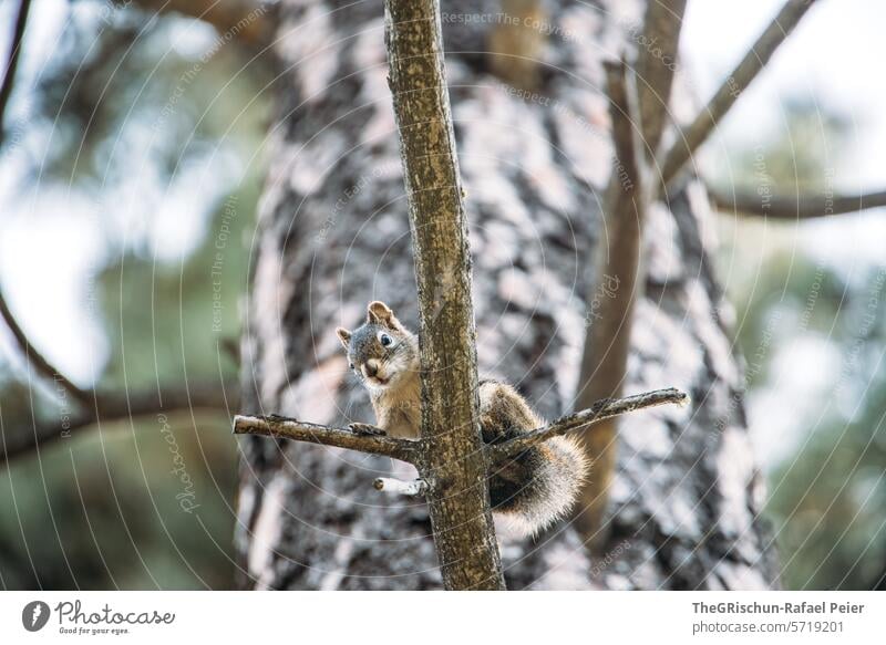 Eichhörnchen sitzt auf einem Ast und schaut nach unten niedlich Fell Nahaufnahme Tier Kleintier Baum wald Fressen Nagetiere füsschen Natur braun Tierporträt