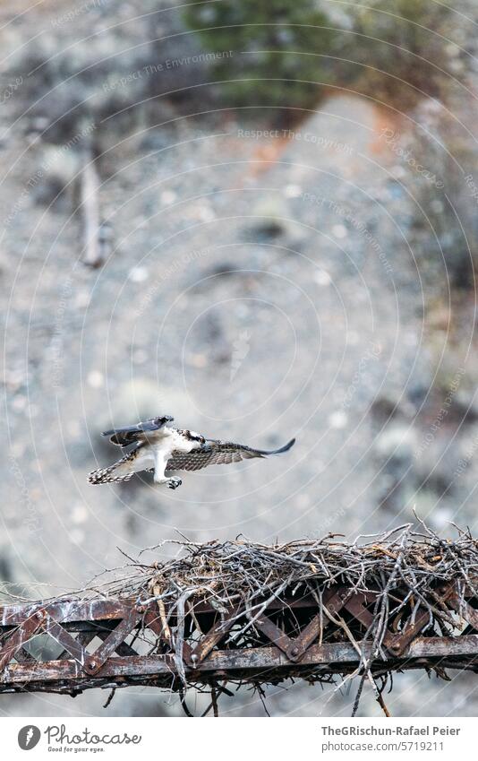 Fischadler fliegt in sein Nest welches auf einem Metallgerüst steht Adler fliegen Landen Vogel Kleintier junges Tier Flügel Natur Farbfoto 1 Außenaufnahme