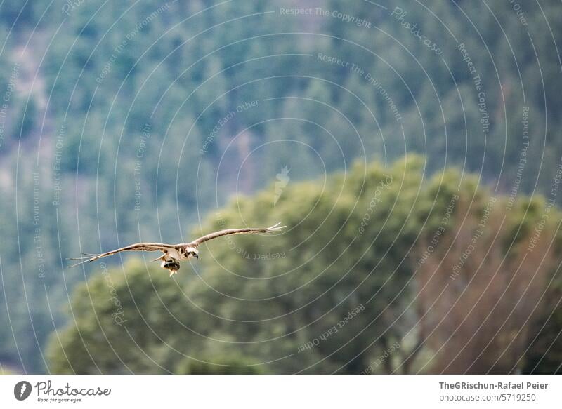 Fischadler fliegt mit seiner Beute in richtung Kamera Adler fliegen Vogel Tier Flügel Natur Farbfoto 1 Außenaufnahme Greifvogel Wildtier weiß Krallen Holz Äste