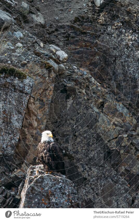 Weisskopfadler sitzt auf einem Stein vor dem Felsen Weisskopfseeadler Adler Tier Vogel Außenaufnahme Schnabel Farbfoto Tag Wildtier 1 Feder Flügel Greifvogel