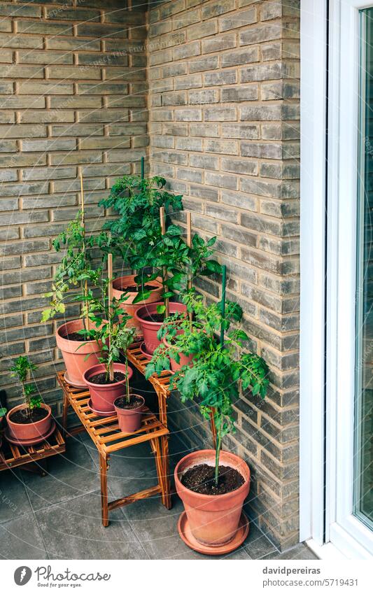 Gemüsegarten auf dem Balkon Ecke der Wohnung mit Pflanzen wachsen auf Keramik-Töpfe Garten urban Topf Terrasse Eckstoß wachsend Wachstum organisch Appartement