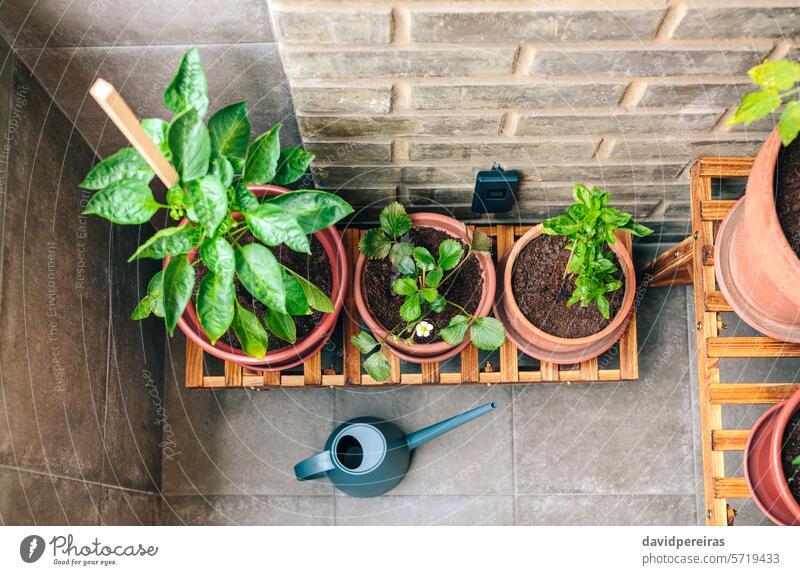 Gemüsegarten auf dem Balkon einer Wohnung mit Pflanzen, die in Keramiktöpfen wachsen urban Garten Topf Terrasse wachsend Wachstum stehen Regal Holz organisch