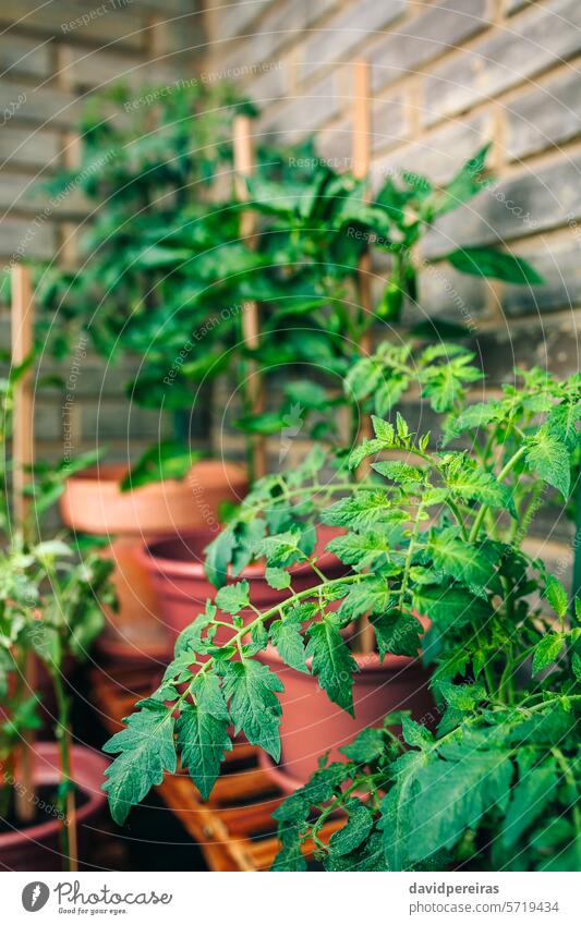 Tomatenpflanzenblätter wachsen auf Keramiktöpfen in einem Gemüsegarten auf dem Balkon Blätter Pflanzen Blatt Garten urban Topf Terrasse wachsend abschließen