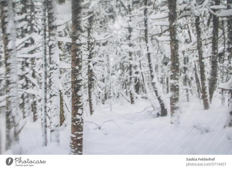 Verschneiter Wald Bäume Winter Landschaft schneebedeckt Natur Winterlandschaft Winterstimmung Schneelandschaft Umwelt Wintertag Winterspaziergang kalt Kälte