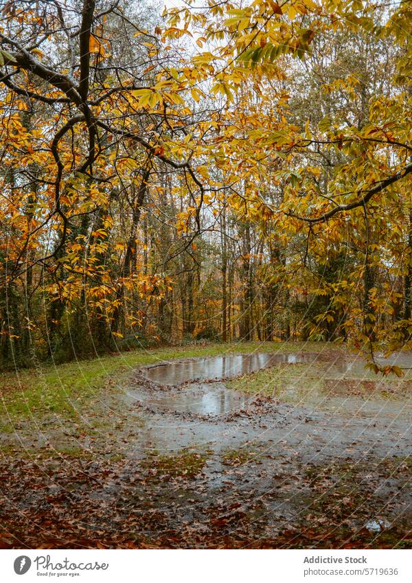 Herbstliche Waldszene mit Regenpfütze Blätter golden Pfütze Reflexion & Spiegelung ruhig Landschaft Bäume Natur im Freien Saison fallen Waldgebiet Laubwerk nass