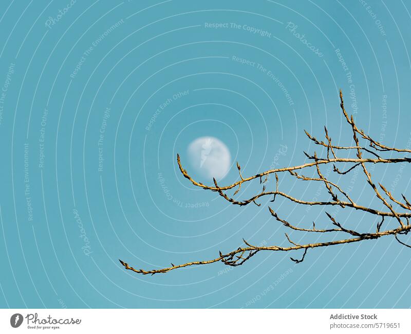 Der Mond lugt tagsüber durch die Äste Baum Ast Himmel blau Wachsen Gelassenheit Natur im Freien übersichtlich filigran Silhouette Frieden Windstille Landschaft
