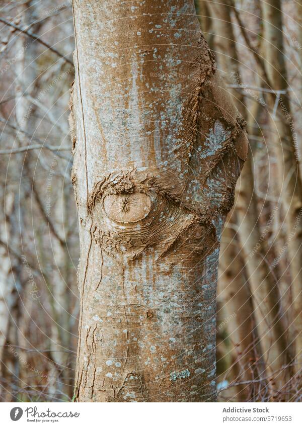 Baumstamm mit einzigartigen natürlichen Mustern Kofferraum Rinde Textur Nahaufnahme Wald Natur organisch Detailaufnahme Holz Auge Gesicht Gelassenheit im Freien