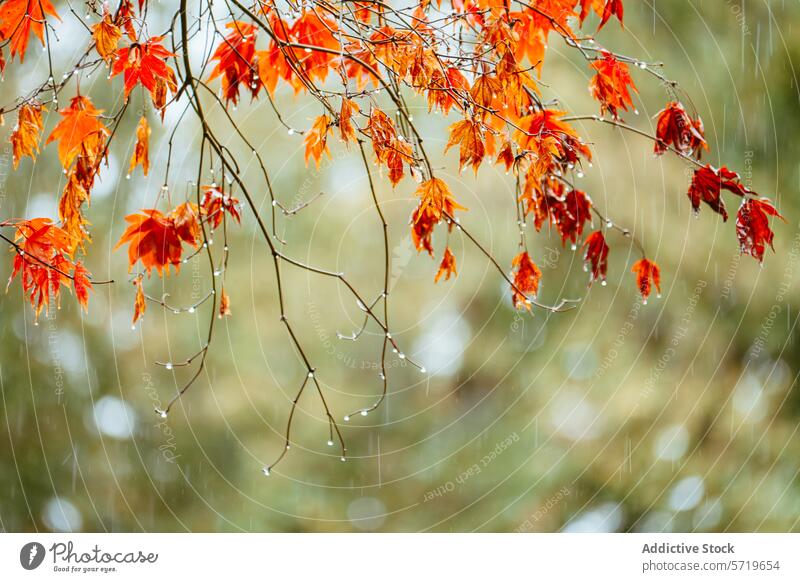 Herbstliche Regentropfen auf leuchtend roten Blättern Blatt Baum Natur Wasser Bokeh fallen im Freien ruhig saisonbedingt Laubwerk pulsierend hell Gelassenheit