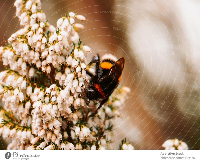 Hummel auf Heidekrautblüten Nahaufnahme Blume Pollen Pollenflug Natur Insekt Makro Detailaufnahme Fauna Flora Blütezeit Frühling Saison Garten Tierwelt