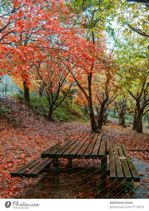 Herbstliche Gelassenheit auf Holzbänken in einem Park Bank hölzern fallen Laubwerk rot Blätter gelb ruhig Erholung im Freien Natur friedlich pulsierend