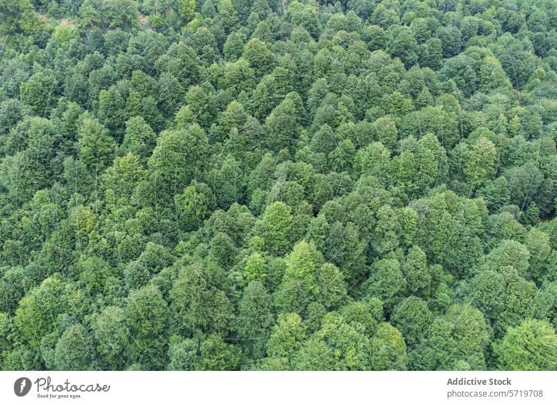 Ausgedehnte Luftaufnahme einer dichten grünen Waldlandschaft Antenne Landschaft Baum Natur Schutzdach Waldgebiet Ansicht Dröhnen Fotografie Umwelt im Freien