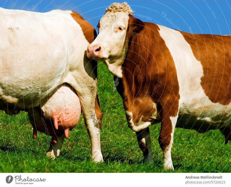 zwei Milchkühe, Rinder, auf einer Weide mit großen und vollen Eutern Landwirtschaft Viehzucht Molkerei Kühe braun volles Euter großes Euter Viehbestand Porträt