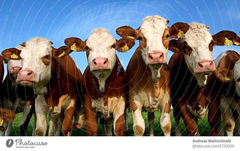Kuhherde, die den Fotografen neugierig beobachtet viele Kühe Reihe Rind Weide Porträt Tier Tiere Peer Peering Europa gaffen gaffend Deutschland starren stöbern