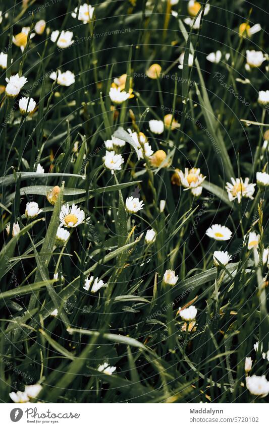 Gelbe und weiße Blümchen im Gras Blumen Makroaufnahme Nahaufnahme bluten Sommer Farbfoto Natur Pflanze Frühling Detailaufnahme Garten Schwache Tiefenschärfe