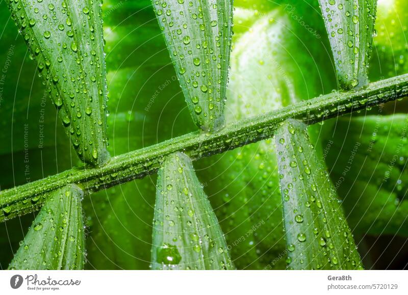 grünes Blatt einer tropischen Pflanze mit Tautropfen aus nächster Nähe Hintergrund Bambuspalme hell schließen abschließen Nahaufnahme Taubild Tropfen Umwelt