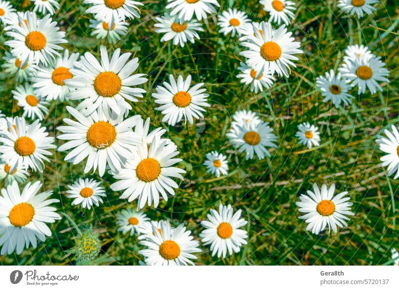 Muster von Gänseblümchen auf dem Feld an einem sonnigen Tag Hintergrund schön Bett Blütezeit Überstrahlung Bunte Blumen Echte Kamille Farbe Verkettung Typenrad