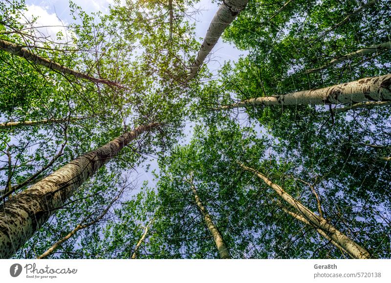 Blick von unten auf hohe Bäume im Wald gegen den Himmel und die Wolken Air ringsherum Hintergrund blau Unteransicht Ast hell nadelhaltig Ökologie Umwelt