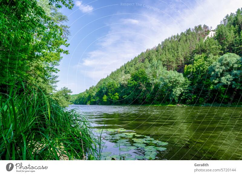 Fluss und grüner Wald auf einem Berg ohne Menschen Ukraine Hintergrund blau Windstille Camping Klima Wolken nadelhaltig Tag Ökologie Umwelt Fischen frisch Gras