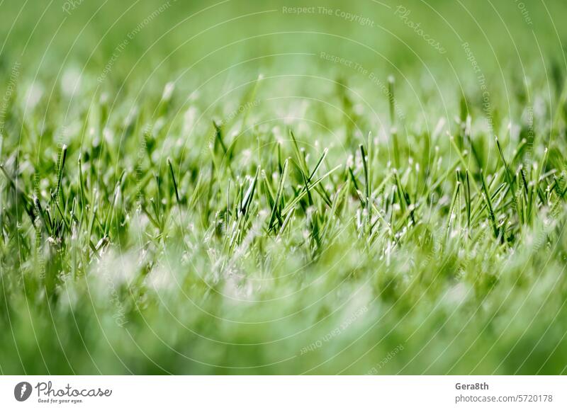grünes frisches Gras Rasen Nahaufnahme abstrakt Hintergrund Unschärfe Bokeh Botanik hell Klima schließen abschließen Farbe Tag defokussieren Design Ökologie