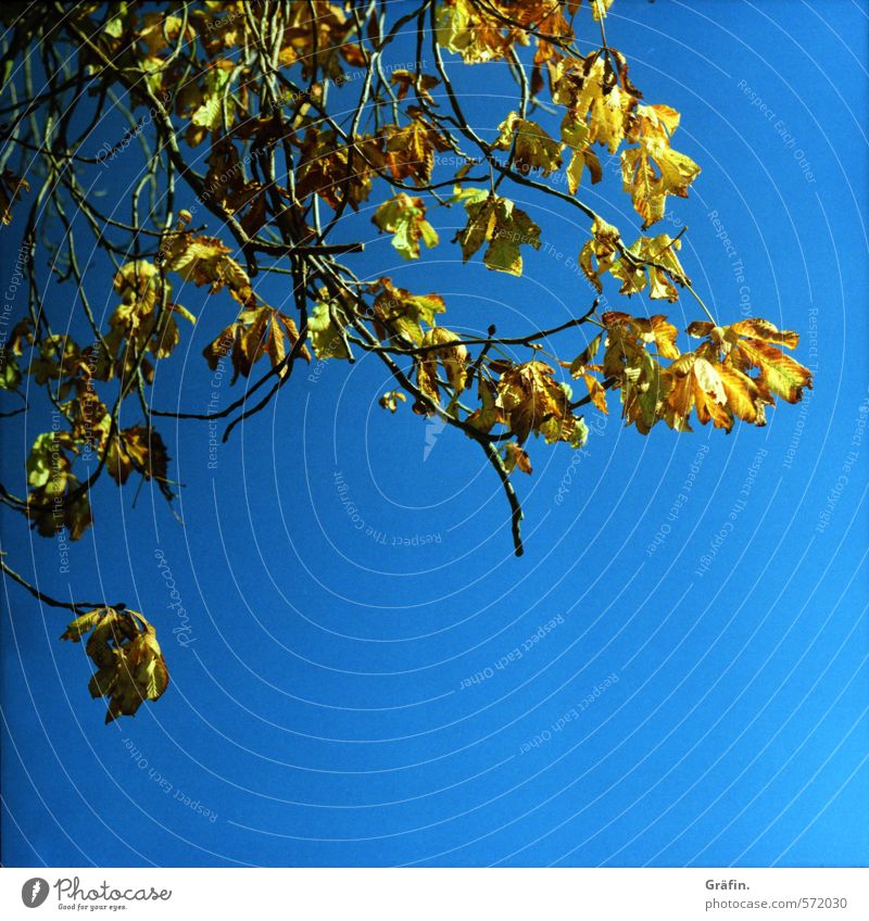 Kastanie Umwelt Natur Pflanze Himmel Wolkenloser Himmel Herbst Baum verblüht dehydrieren blau gelb Ende Pause stagnierend Vergänglichkeit Wandel & Veränderung