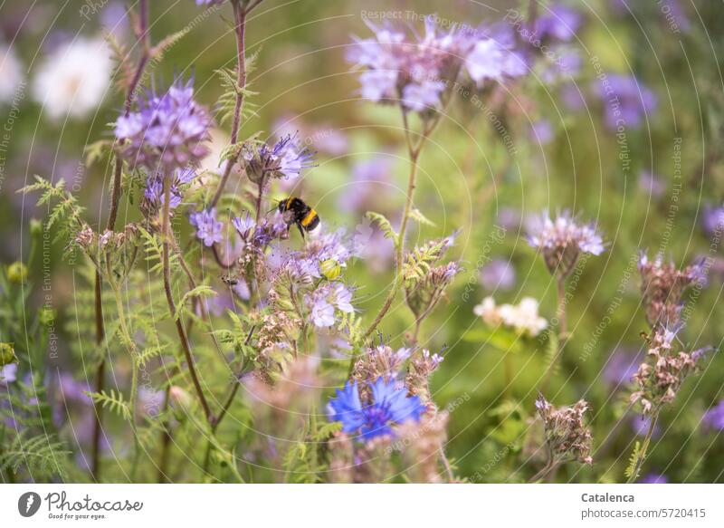 Eine Hummel im Bienenweiden Beet Natur Flora Pflanze Wasserblattgewächs Blüte blühen Phacella Fauna Insekt Garten Tier Tag Tageslicht Sommer duften Blume Lila