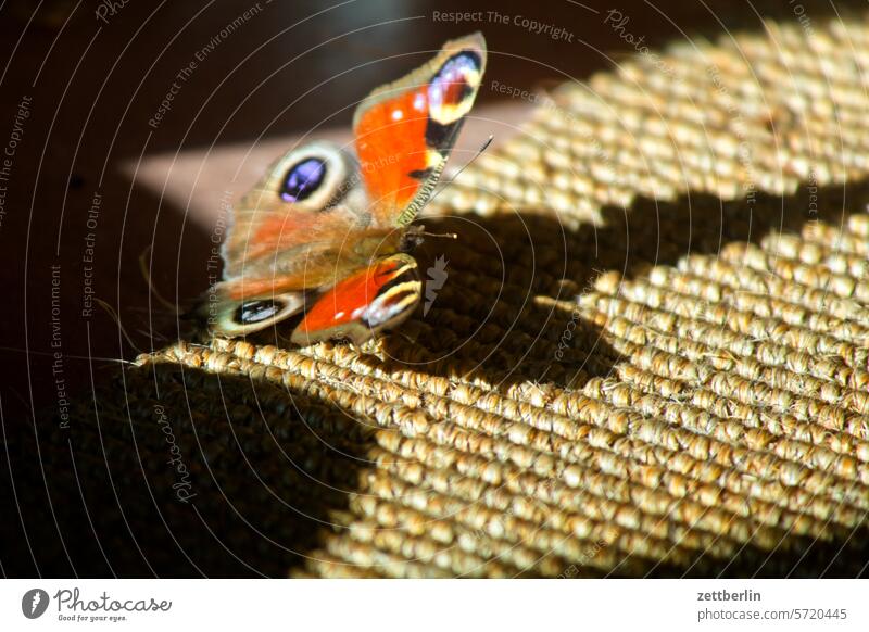 Schmetterling Inachis io edelfalter farbe flügel insekt licht pfauenauge schatten schmetterling tagpfauenauge tier