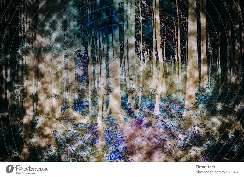 Märchenwald Wald Bäume Gebüsch Baumstämme hell und dunkel Farben farbflecken geheimnisvoll Märchenhaft Licht Menschenleer Farbfoto Fantasie bunt