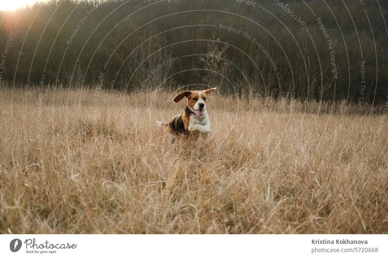 Laufender Beagle-Welpe im Herbstgras im Freien. Niedlicher Hund beim Spielen in der Natur aktiv agil Tier schön Schönheit züchten braun Eckzahn kalt niedlich
