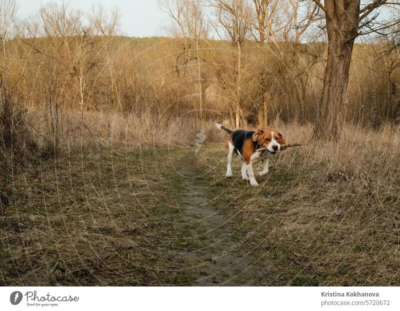 Spielende kleine Welpe Beagle mit Stock auf gelbem Rasen, Landschaft Natur. aktiv agil Tier schön Schönheit züchten braun Eckzahn kalt niedlich Tag Hund