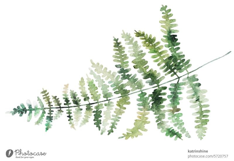 Aquarell Farn Zweig mit grünen Blättern isoliert Illustration, botanische Hochzeit Element Geburtstag Zeichnung exotisch Garten handgezeichnet vereinzelt Sommer