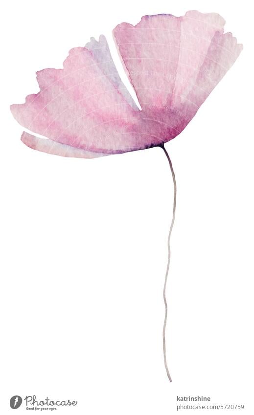 Aquarell hellrosa Wildblume isoliert Illustration, florale Hochzeit und Gruß Element Geburtstag botanisch Dekoration & Verzierung Zeichnung Garten