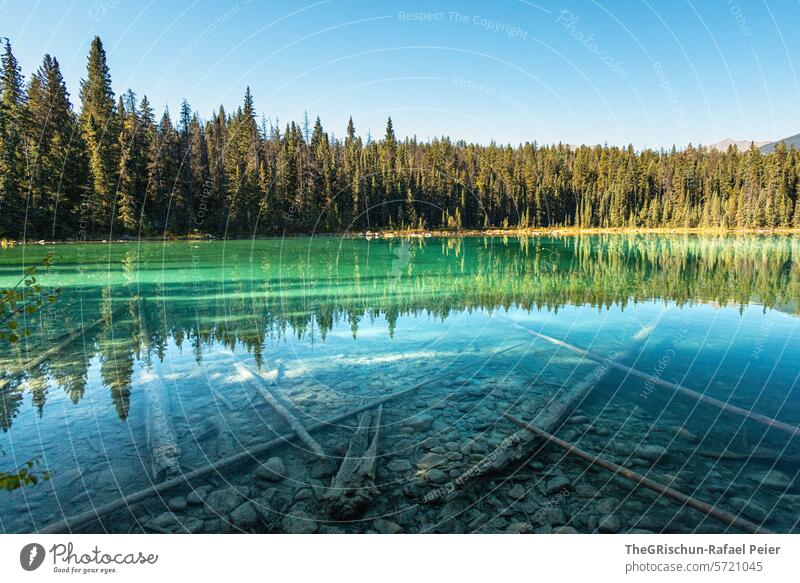 See mit Bäumstämme drin - klares Wasser spiegeln Baumstamm Wald Spiegelung Steine Natur Landschaft Reflexion & Spiegelung Außenaufnahme ruhig Farbfoto