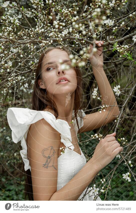 Ein wunderschönes brünettes Mädchen, umgeben von weißen Blüten, fühlt sich entspannt und frei im Wald. Sie trägt ein schönes weißes Kleid, und ihr schönes Porträt fängt die Essenz des Frühlings ein.