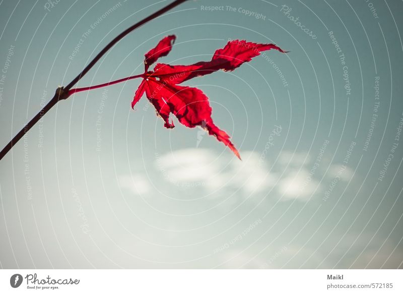 Blatt vor Himmel Wolken Herbst Pflanze Sträucher blau grau rot Zufriedenheit Farbfoto Außenaufnahme Nahaufnahme Menschenleer Textfreiraum rechts