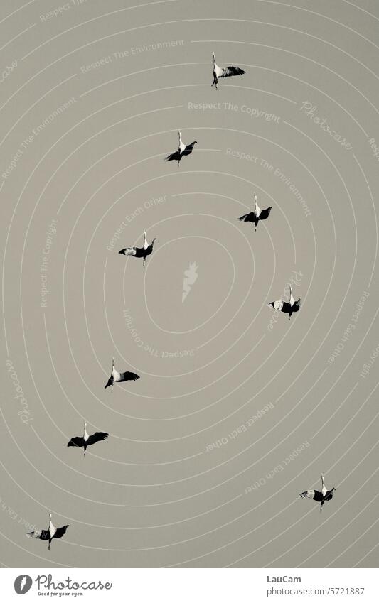 Senkrechtstarter Kraniche Steilflug fliegen aufwärts Raketen senkrecht dem Himmel entgegen Formationsflug Zugvögel Vogelschwarm Zugvogel Schwarm Vogelzug