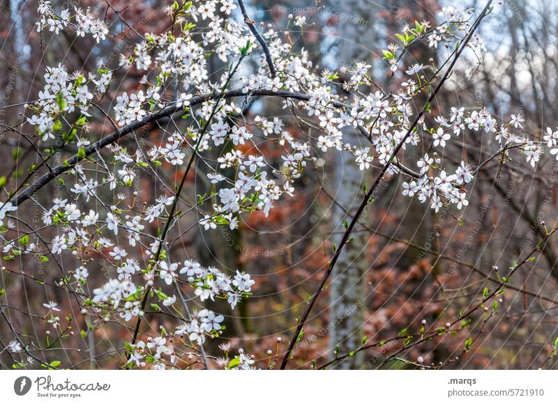 Wildkirsche Beginn Frühlingsgefühle Wachstum Blühend Kirschbaum Blüte Stimmung Ast Umwelt natürlich Pflanze Natur Baum Kirschblüten Waldrand