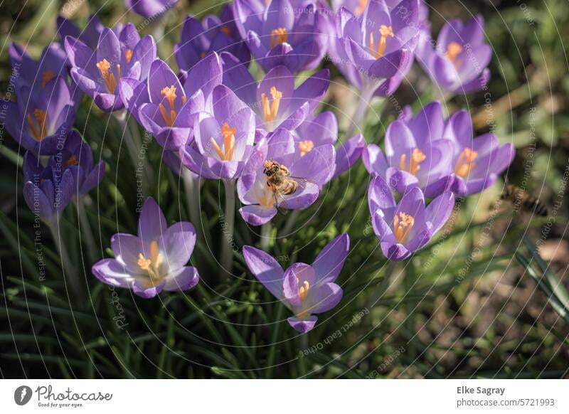 Frühlingsgeflüster - Krokusse mit erstem  Nektar für die Wildbienen Blume violett Blüte Pflanze Natur Wiese Blühend Frühblüher Makroaufnahme