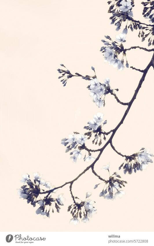 Dor Friehlingszweisch Frühlingszweig Kirschblüten Blüten Frühlingsblüten Zweig blühen neutraler Hintergrund weiß Japonismus japanische Ästhetik ästhetisch